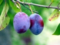 Plum tree Royalty Free Stock Photo