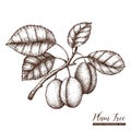 Vector plum tree vintage sketch. Hand drawn illustration. Engraved fruit drawing. Botanical design template.