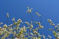 Plum tree in bloom. Branches with white flowers on the background of blue sky. Spring garden Royalty Free Stock Photo