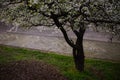 Plum tree blooming in the Spring in Lana river Royalty Free Stock Photo