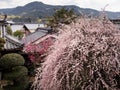 Plum tree blooming in traditional Japanese garden Royalty Free Stock Photo