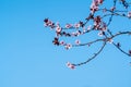 The plum tree blooms in spring Royalty Free Stock Photo