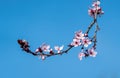 The plum tree blooms in spring Royalty Free Stock Photo