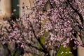 The plum tree blooms in spring Royalty Free Stock Photo