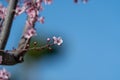 The plum tree blooms in spring Royalty Free Stock Photo