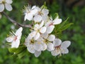 Plum tree blooms Royalty Free Stock Photo