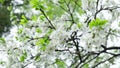 The plum tree blooms in spring in the park and sways in the wind. The concept of agriculture, flowering, allergies Royalty Free Stock Photo