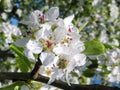 Plum tree blooms Royalty Free Stock Photo