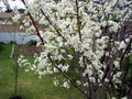 Plum tree blosooms Royalty Free Stock Photo