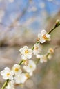 Plum tree blossom flower Royalty Free Stock Photo