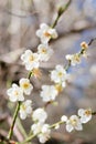Plum tree blossom flower Royalty Free Stock Photo