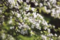 Plum tree blossom in spring orchard, white flowers sunlight and green grass Royalty Free Stock Photo