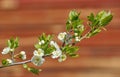 Plum tree blossoming branches on brown Royalty Free Stock Photo