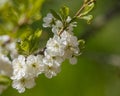 Plum tree blossoming branches on green Royalty Free Stock Photo