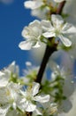 Plum tree blossoming in the orchard Royalty Free Stock Photo