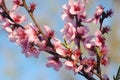 Plum tree blossoming Royalty Free Stock Photo