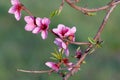 Plum tree blossoming in the orchard Royalty Free Stock Photo