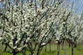 Plum tree blossoming in the orchard Royalty Free Stock Photo