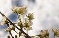 Plum Tree Blossoms Royalty Free Stock Photo