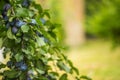 Plum tree with blurred background