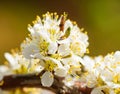 Plum-tree branch Royalty Free Stock Photo