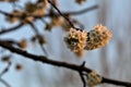 Plum tree branch in bloom at sunset seen up close Royalty Free Stock Photo