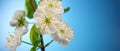 Plum Tree Branch with Blooming Flowers on Blue Royalty Free Stock Photo