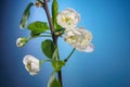 Plum Tree Branch with Blooming Flowers on Blue Royalty Free Stock Photo