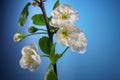Plum Tree Branch with Blooming Flowers on Blue Royalty Free Stock Photo