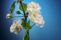 Plum Tree Branch with Blooming Flowers on Blue Royalty Free Stock Photo