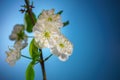 Plum Tree Branch with Blooming Flowers on Blue Royalty Free Stock Photo