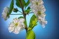 Plum Tree Branch with Blooming Flowers on Blue Royalty Free Stock Photo