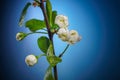 Plum Tree Branch with Blooming Flowers on Blue Royalty Free Stock Photo