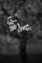 Plum tree branch blooming flowers in early Spring in Lana river Royalty Free Stock Photo