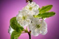 Plum Tree Branch with Blooming Flowers on Pink Royalty Free Stock Photo