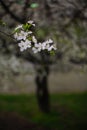 Plum tree branch blooming white flowers in early Spring Royalty Free Stock Photo