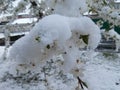 Plum tree branch covered with many snow Royalty Free Stock Photo