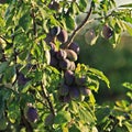 Plum tree branch Royalty Free Stock Photo