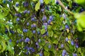 Plum tree branch detail ripe fruit bunch Damson