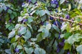 Plum tree branch detail ripe fruit bunch Damson