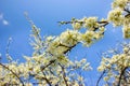 Plum tree branch filled with white flowers and beautiful blue sky background Royalty Free Stock Photo