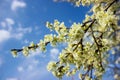 Plum tree branch filled with white flowers and beautiful blue sky background Royalty Free Stock Photo