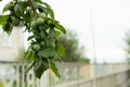 Plum tree branch with green unripe plums, fruits of organic plum close-up, copy space Royalty Free Stock Photo