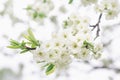 Plum tree branch with white flowers in a spring garden, selective focus Royalty Free Stock Photo