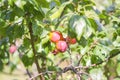 Plum tree branches with ripe sweet juicy fruits in sunset light Royalty Free Stock Photo