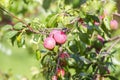 Plum tree branches with ripe sweet juicy fruits in sunset light Royalty Free Stock Photo