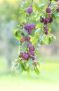 Plum tree branches with ripe sweet juicy fruits in sunset light Royalty Free Stock Photo