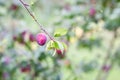 Plum tree branches with ripe sweet juicy fruits in sunset light Royalty Free Stock Photo