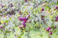 Plum tree branches with ripe sweet juicy fruits in sunset light Royalty Free Stock Photo