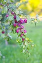 Plum tree branches with ripe sweet juicy fruits in sunset light Royalty Free Stock Photo